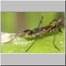 Micropeza corrigiolata - Stelzfliege 03a 5mm.jpg